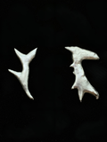 Small branched  earrings